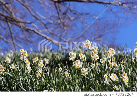 赤h赤坂村水仙山 赤h赤坂村水仙山 73722264