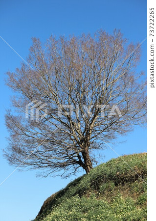 赤h赤坂村水仙山 73722265