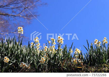 赤h赤坂村水仙山 73722266
