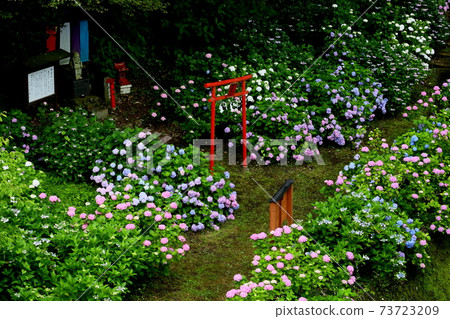 Yashio Hydrangea Garden 73723209