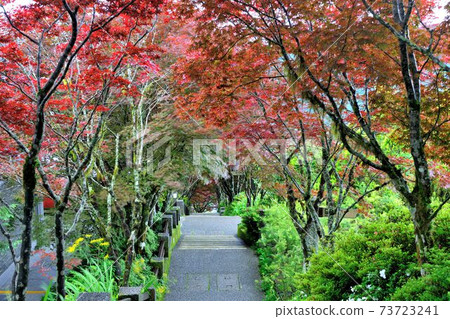 紫葉槭,槭樹,階梯,多彩的,楓樹,楓紅,葉子 73723241