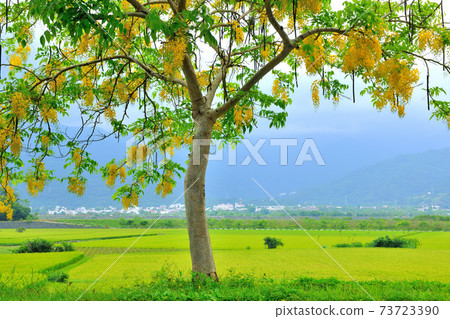 Rural scenery, Abel, trees, flowers, farmland 73723390