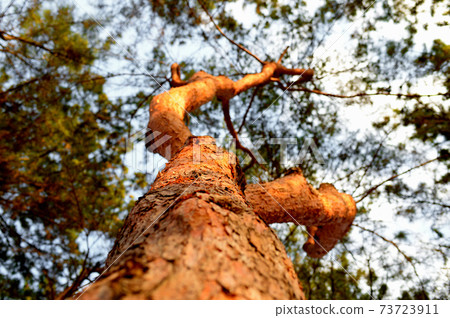 Red pine tree in winter 73723911