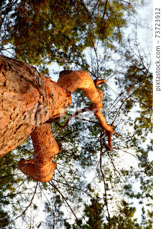 Red pine tree in winter 73723912