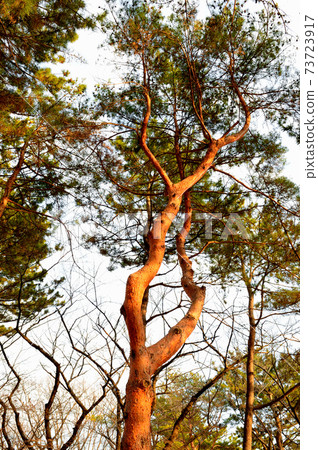 Red pine tree in winter 73723917