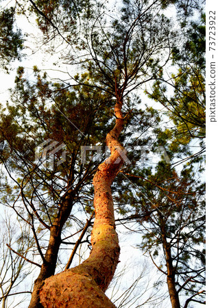 冬季紅松樹 73723922