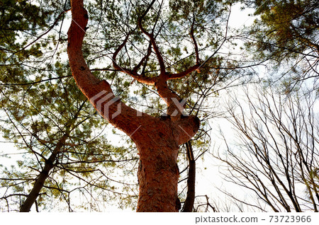Red pine tree in winter 73723966