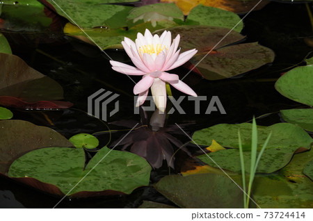 Baekryeon, Hongryeon, Water Lily, Semiwon 73724414