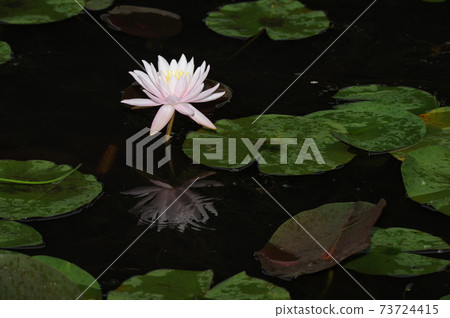 Baekryeon, Hongryeon, Water Lily, Semiwon 73724415