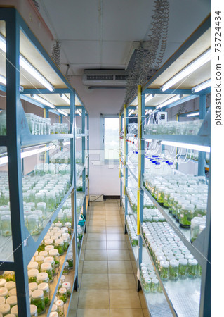 plant tissue culture in the laboratory plant tissue culture in the laboratory 73724434