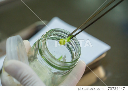 plant tissue culture in the laboratory plant tissue culture in the laboratory 73724447