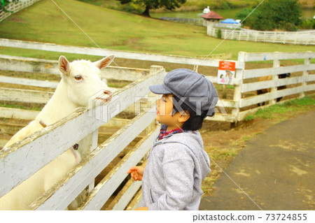 Goat and a boy 73724855