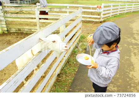 A child feeding a goat 73724856