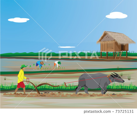 farmer work in paddy field vector design farmer work in paddy field vector design 73725131