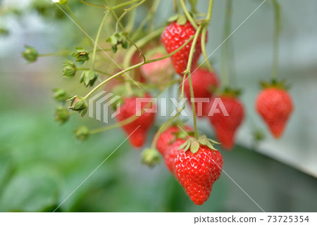 Fresh strawberries, elevated strawberries Fresh strawberries, elevated strawberries 73725354