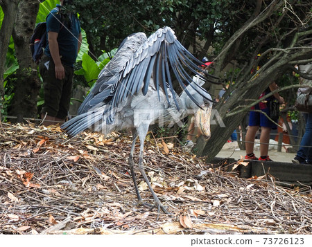 Shoebill dance Shoebill dance 73726123