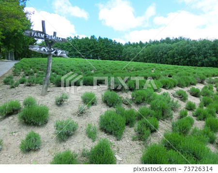 Lavender field at Farm Tomita in Nakafurano, Hokkaido (June) Lavender field at Farm Tomita in Nakafurano, Hokkaido (June) 73726314
