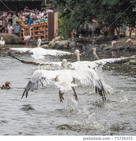 Momoiro鵜鶘 73726353