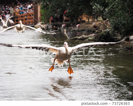 Momoiro Pelicans 73726363