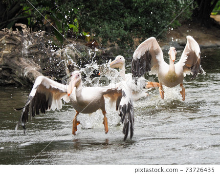 Momoiro Pelicans Momoiro Pelicans 73726435
