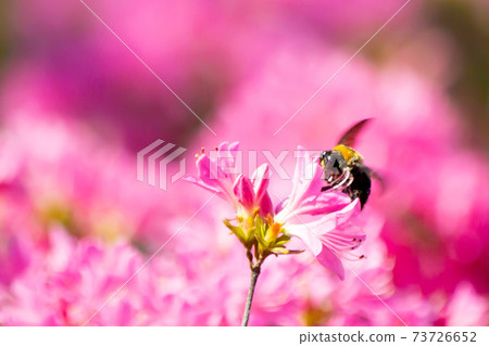 Azalea flowers and carpenter bees Azalea flowers and carpenter bees 73726652