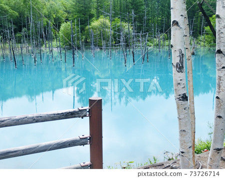 北海道美瑛町的藍塘 73726714