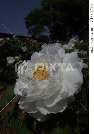 Button (white) 73726738