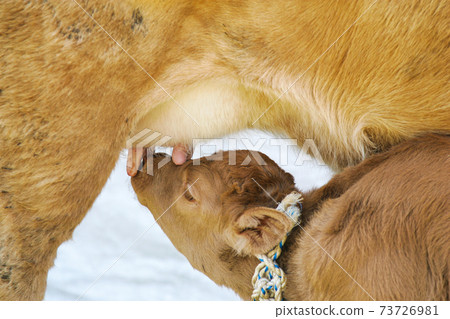 HANWOO HANWOO 73726981