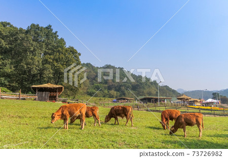 Hanwoo Ranch Hanwoo Ranch 73726982