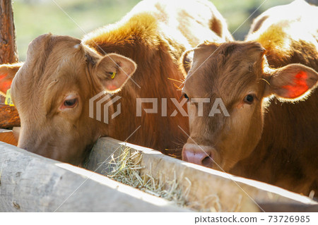 韓國牛肉和牛欄 韓國牛肉和牛欄 73726985