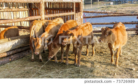 韓國牛肉和牛欄 73726989