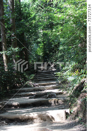 清新的綠色山路 清新的綠色山路 73727334