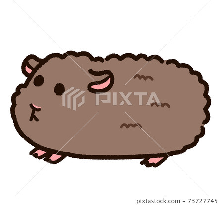 可愛的泰迪豚鼠 73727745