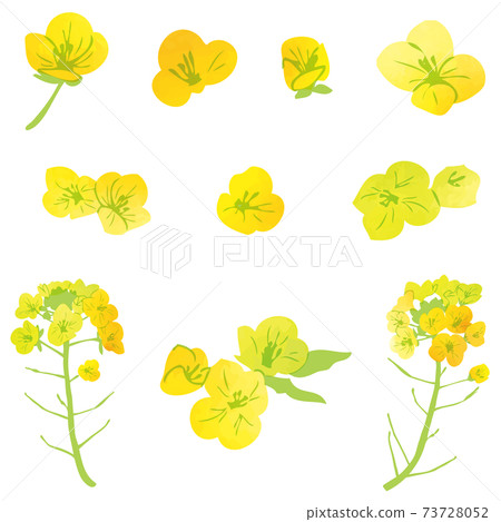 水彩風格油菜花插畫素材 73728052