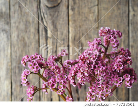 Pink spring flowers berry medicinal plant on wooden rustic background.Place for text or congratulations. Pink spring flowers berry medicinal plant on wooden rustic background.Place for text or congratulations. 73728501