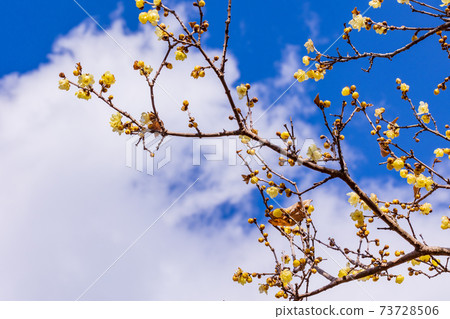 日本五香粉花藍藍的天空回來 73728506