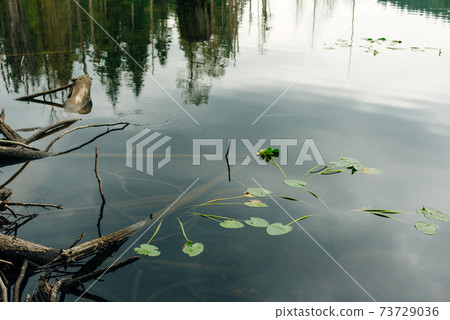 Alouette Lake in the Golden Ears Provincial Park, British Columbia, Canada 73729036