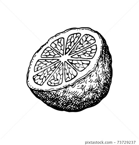 Ink sketch of bergamot orange 73729237