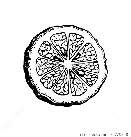 Ink sketch of bergamot orange 73729238