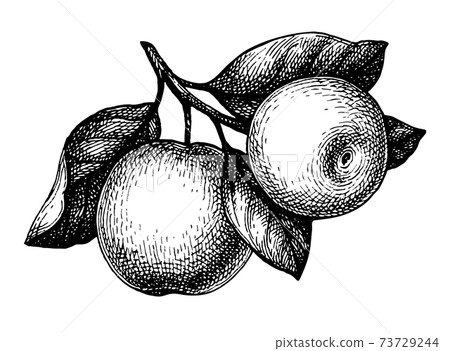 Ink sketch of apple. Ink sketch of apple. 73729244
