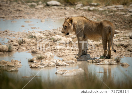 Lion stands looking left on stepping stones Lion stands looking left on stepping stones 73729314