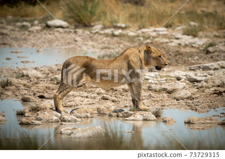 Lion stands in profile on stepping stones Lion stands in profile on stepping stones 73729315