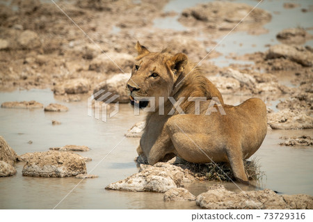 Lion lies on stepping stones looking back 73729316
