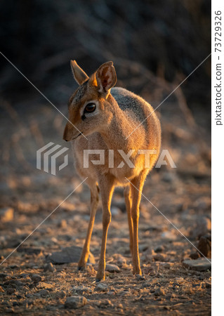 Kirk dik-dik stands on scrub turning head 73729326