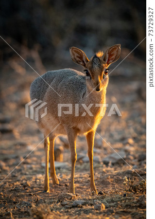 Kirk dik-dik stands on scrub watching camera 73729327