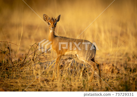 Kirk dik-dik stands in grass eyeing camera Kirk dik-dik stands in grass eyeing camera 73729331