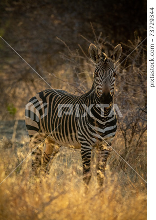 Hartmann mountain zebra stands in thick undergrowth Hartmann mountain zebra stands in thick undergrowth 73729344