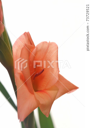 Gladiolus 73729521