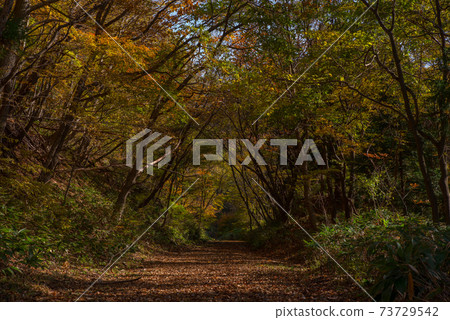Autumn road Autumn road 73729542