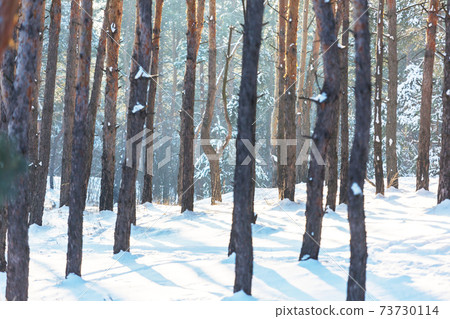 Winter forest 73730114
